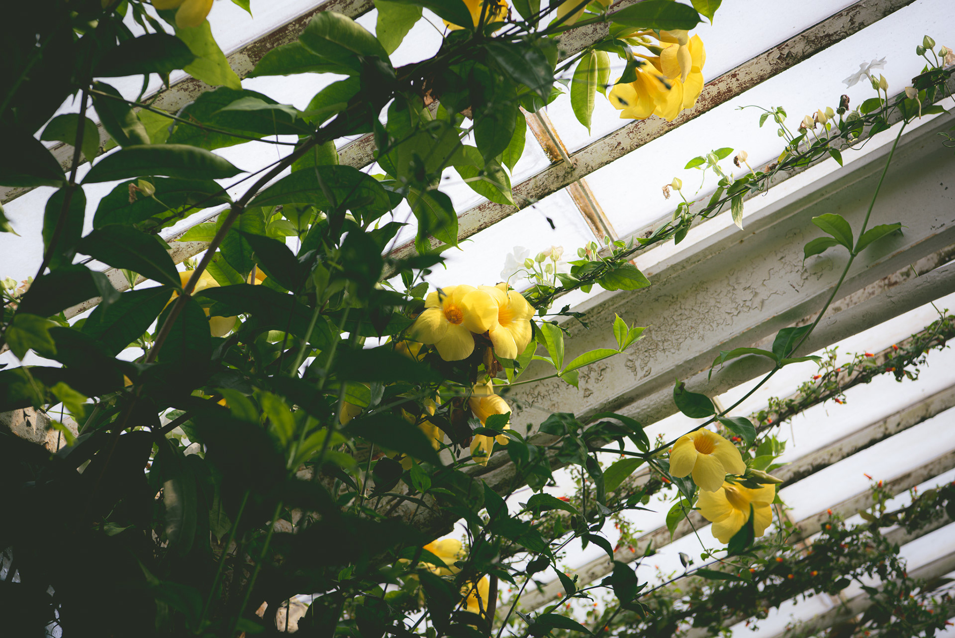 waterlily house, kew gardens - summer '23
