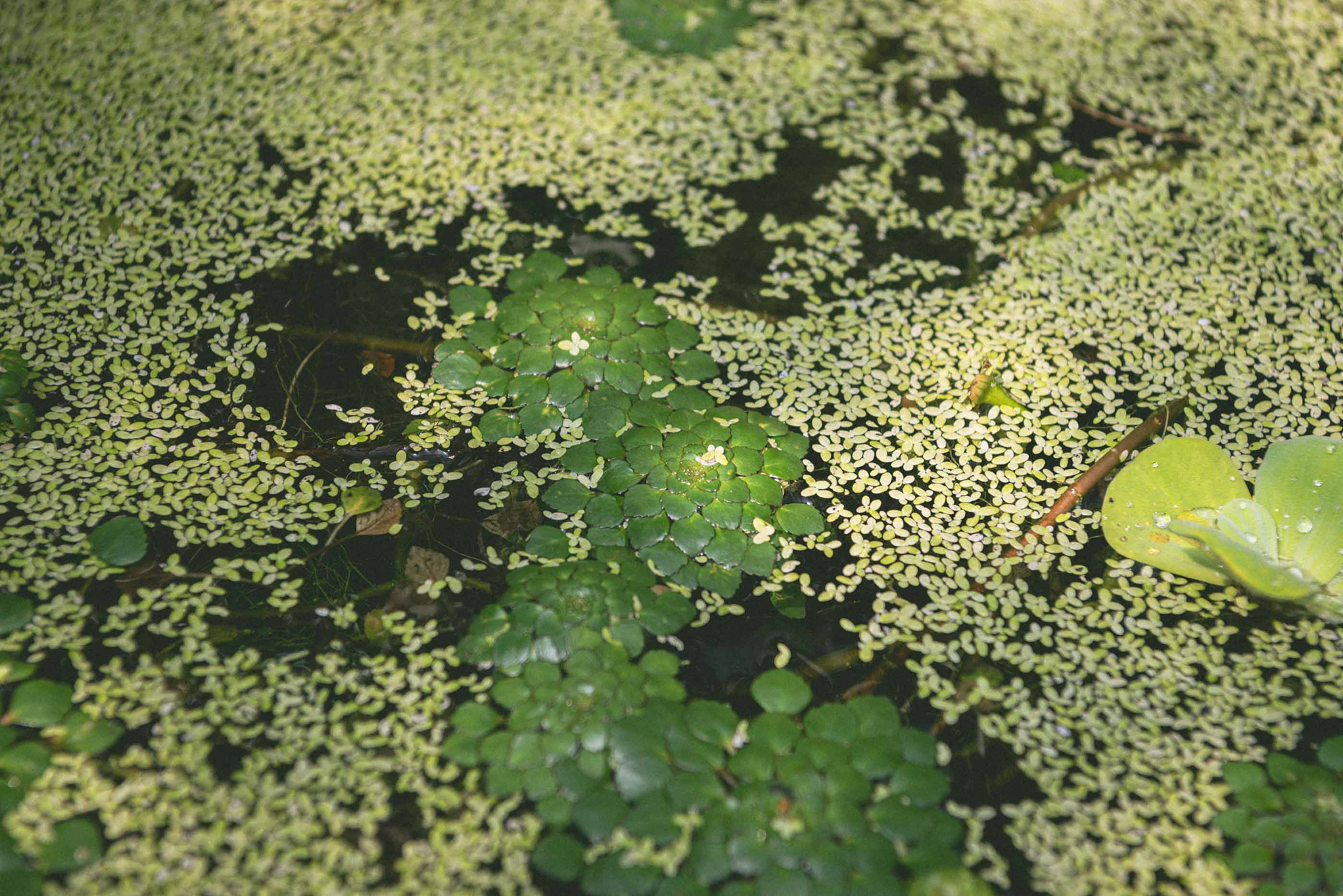 waterlily house, kew gardens - autumn '23
