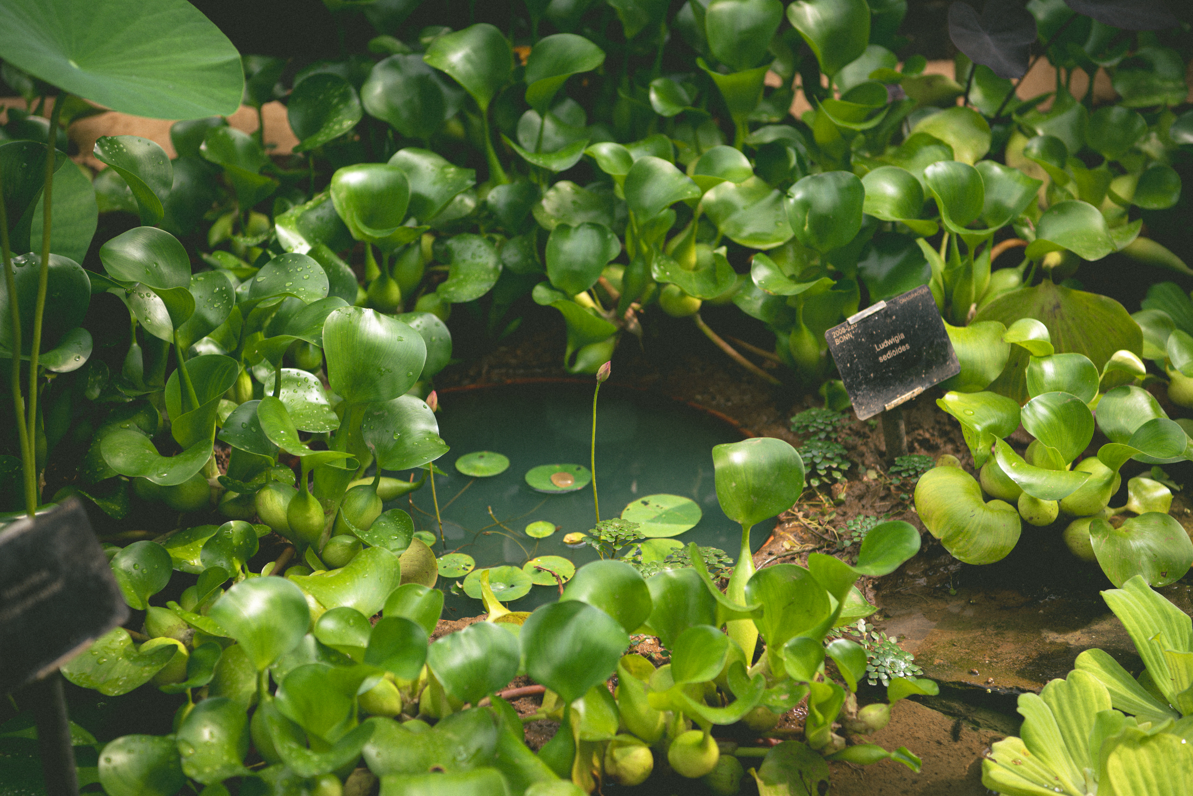 waterlily house, kew gardens - summer '23