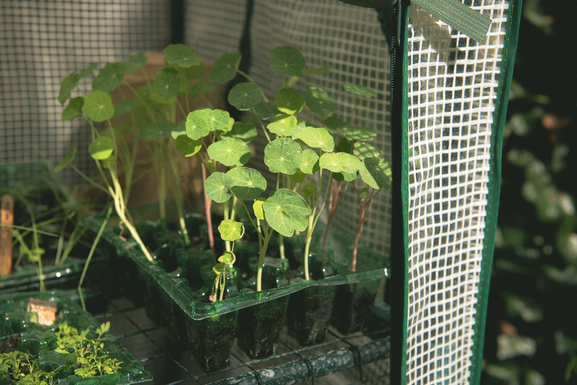 nasturtium seedlings, summer '23
