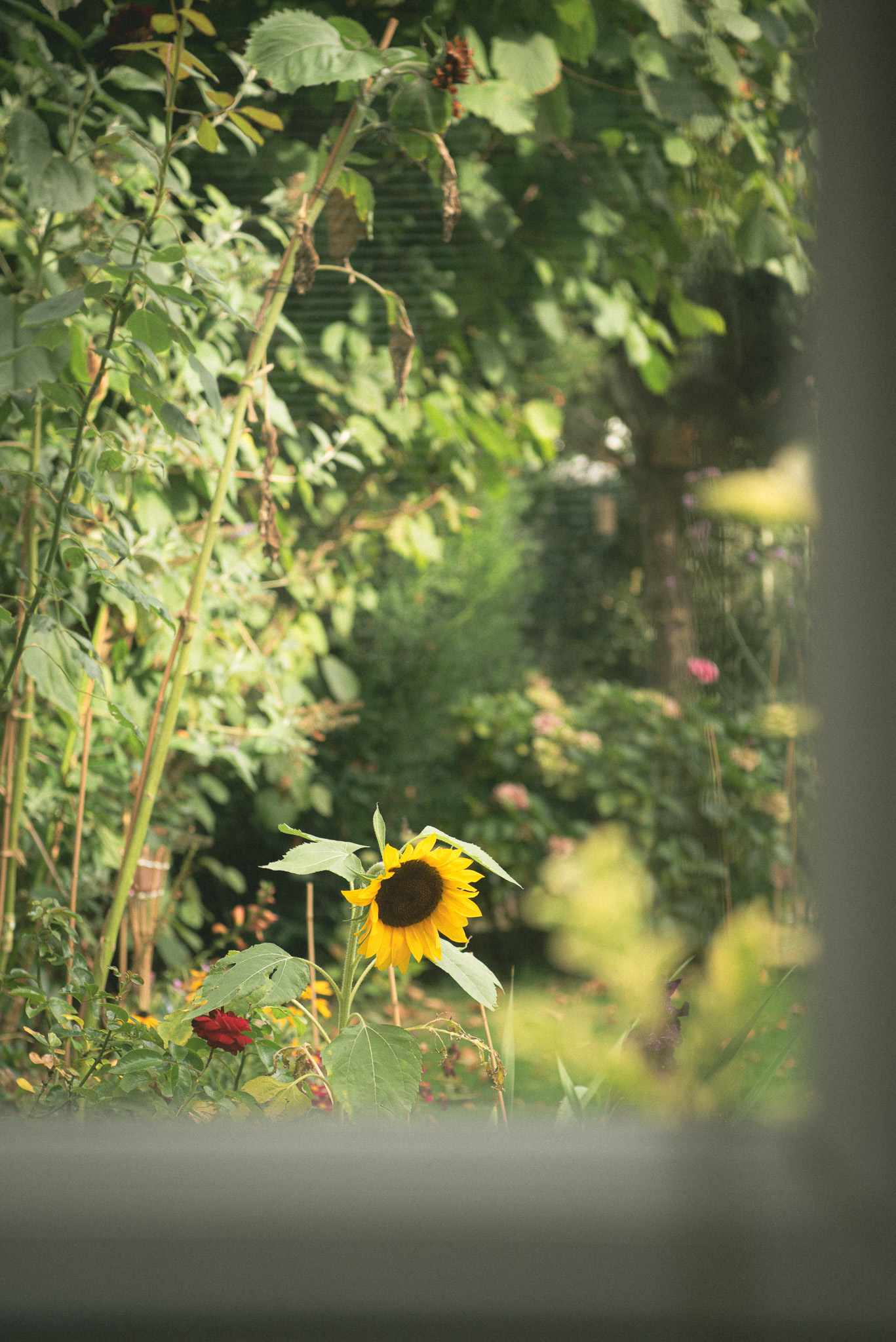 'summer nostalgia'.
