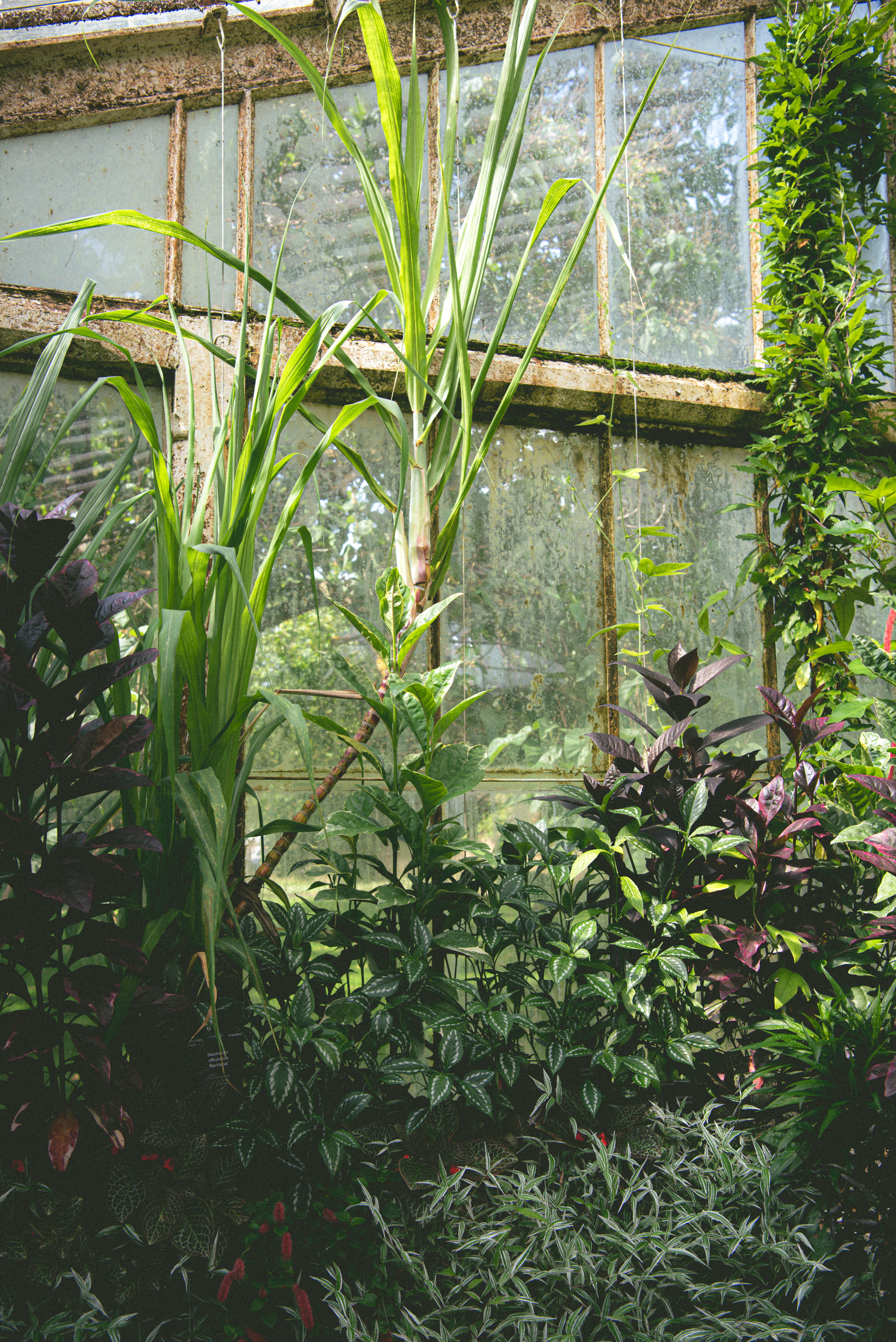 waterlily house, kew gardens - summer '23