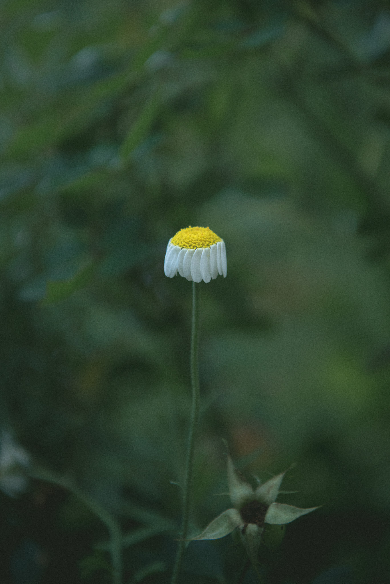 'sweet dreams'. [chamomile daisy]