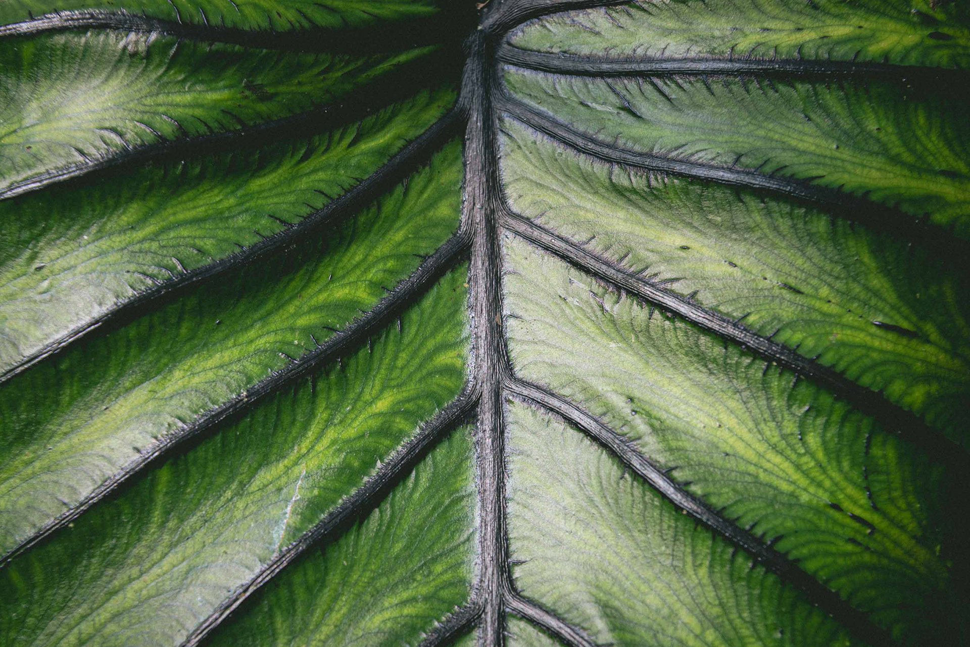 waterlily house, kew gardens - autumn '23