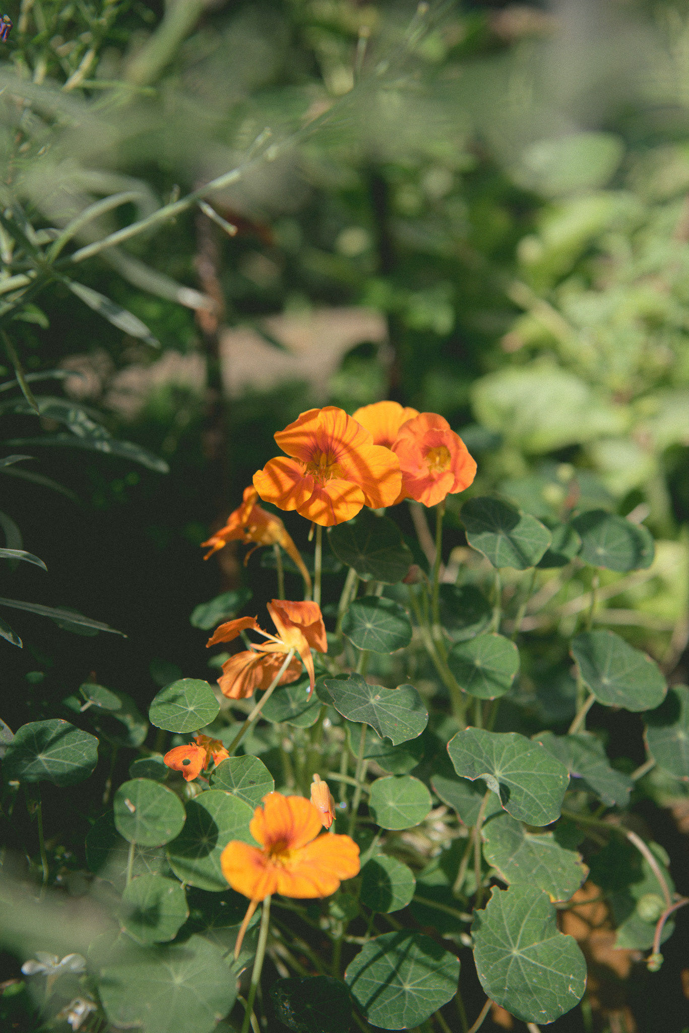 nasturtium 'firebird', summer '23