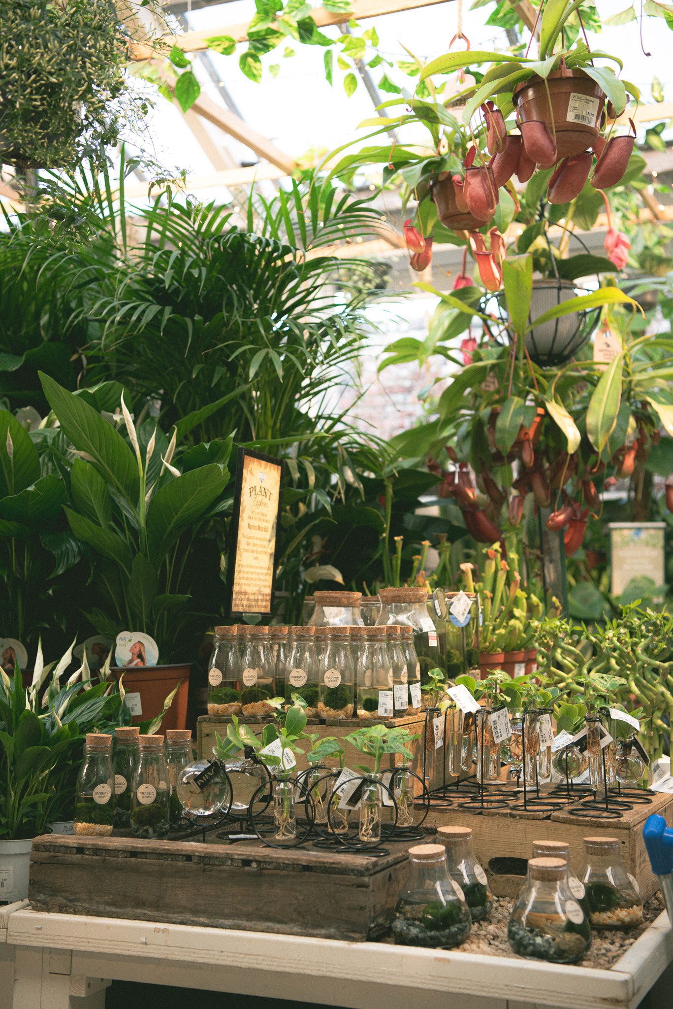 brambridge park garden centre, spring '23