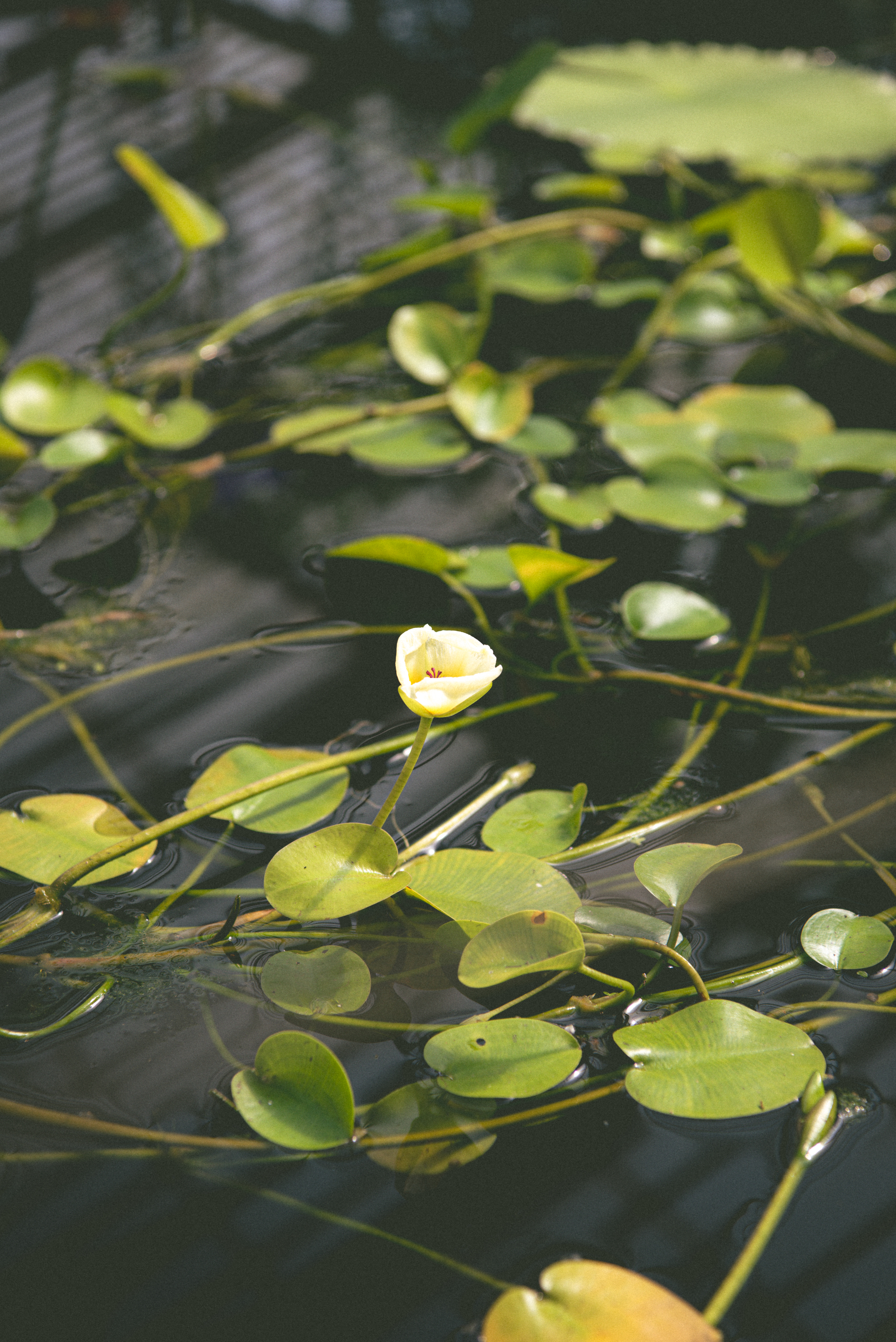 waterlily house, kew gardens - summer '23