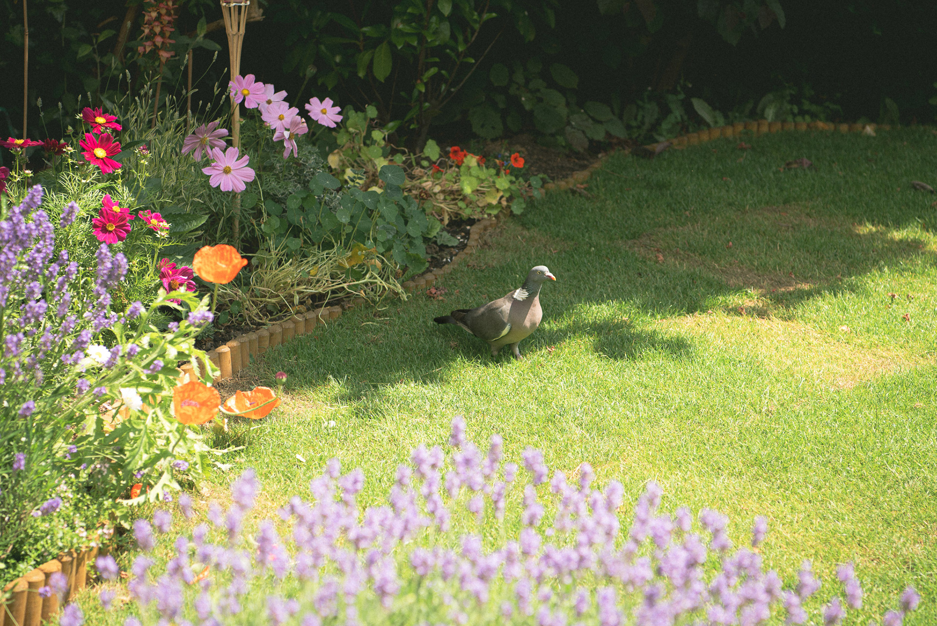 a mundane british garden, 'summer 23