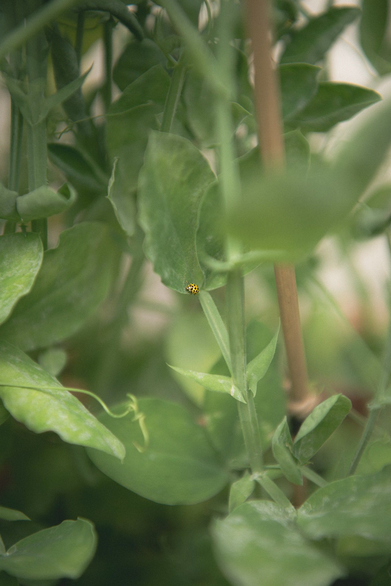 yellow spot laybird spotted on (pun intended) sweat peas , spring '23
