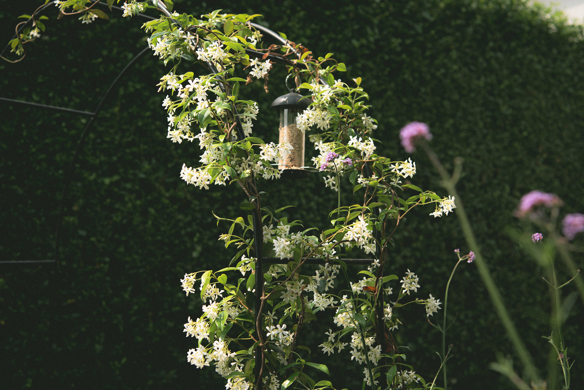 the jasmine arch, spring '23