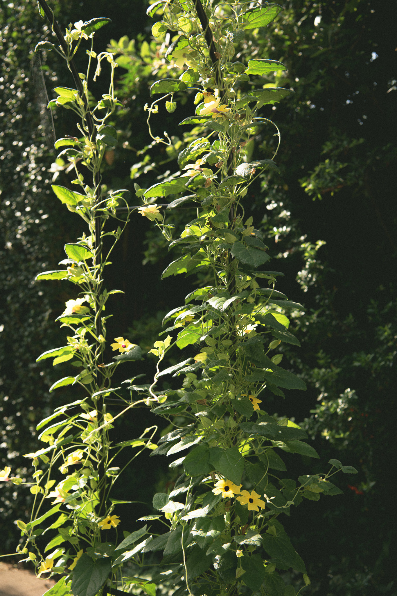 thunbergia 'lemon' arch, summer '23
