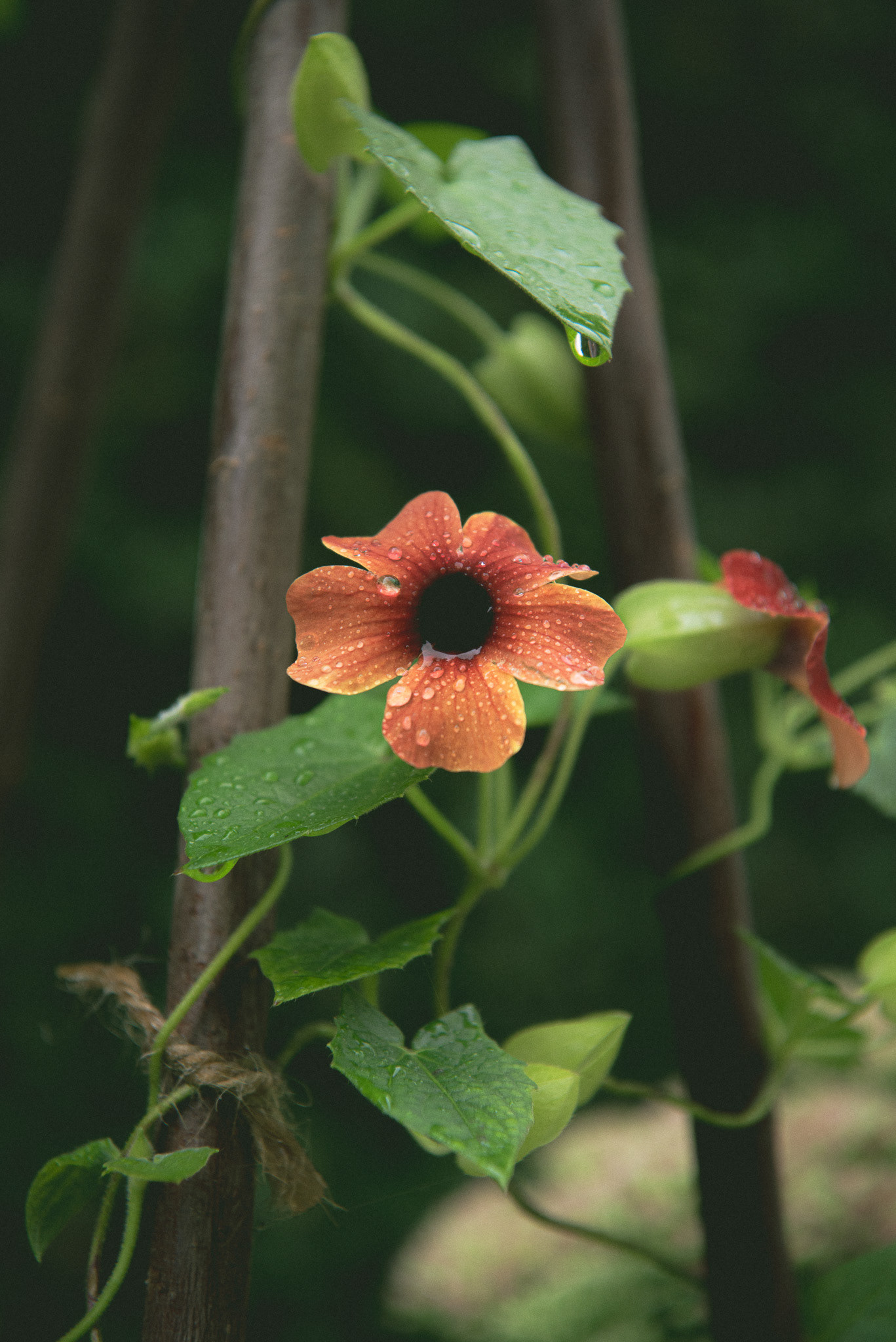 '23 summer favourite. [thunbergia 'brownie']
