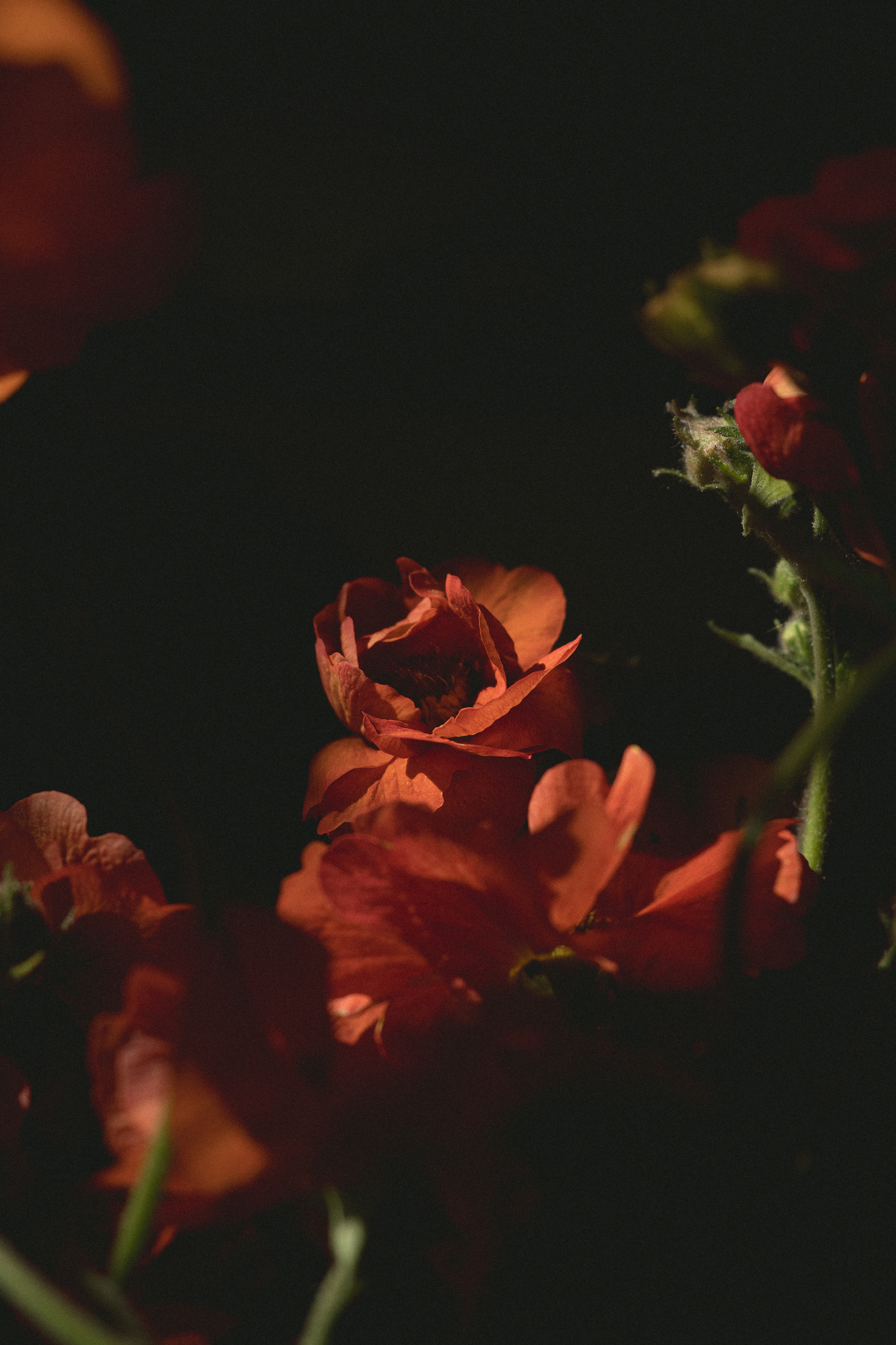 'blooming out from the shadows' | spring '24