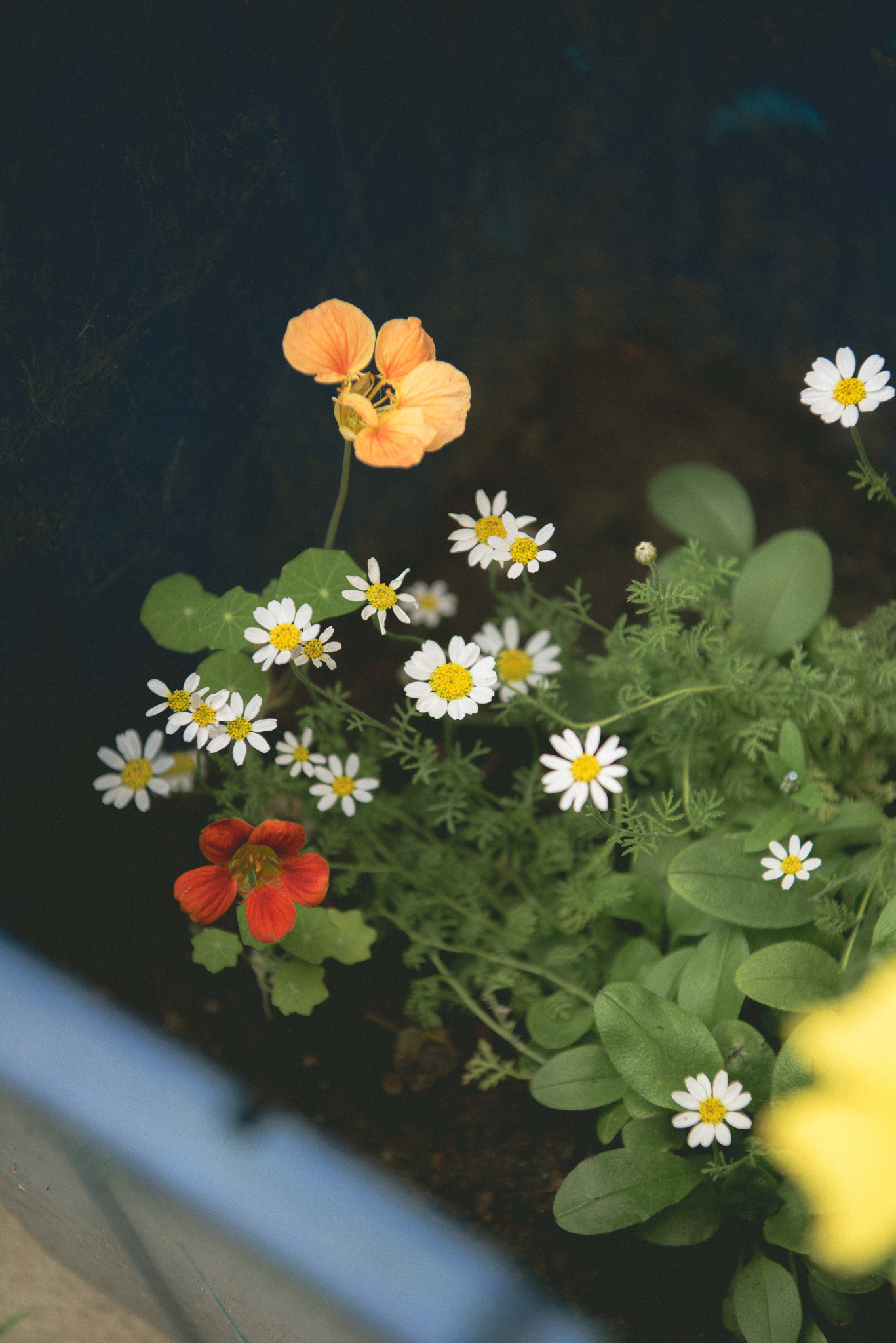 'the recycling box planter', summer '23 [chamomile daisy, nasturtium 'salmon' and 'red troika']