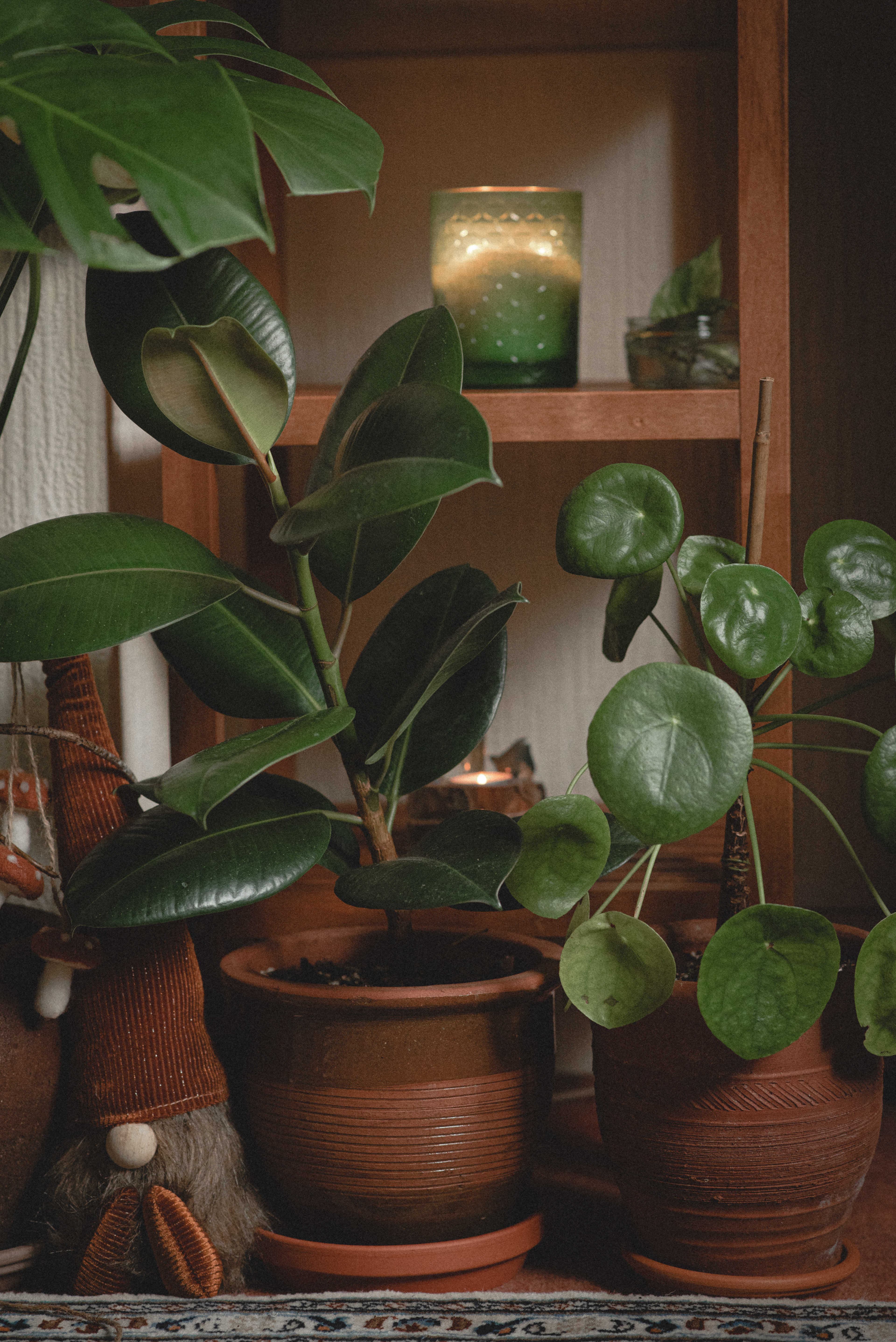 'the monstera, the ficus, the pilea and the gnome'.