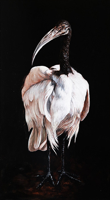 Leanne Olivier_Sacred Ibis_2023_45x25cm_Oil on board