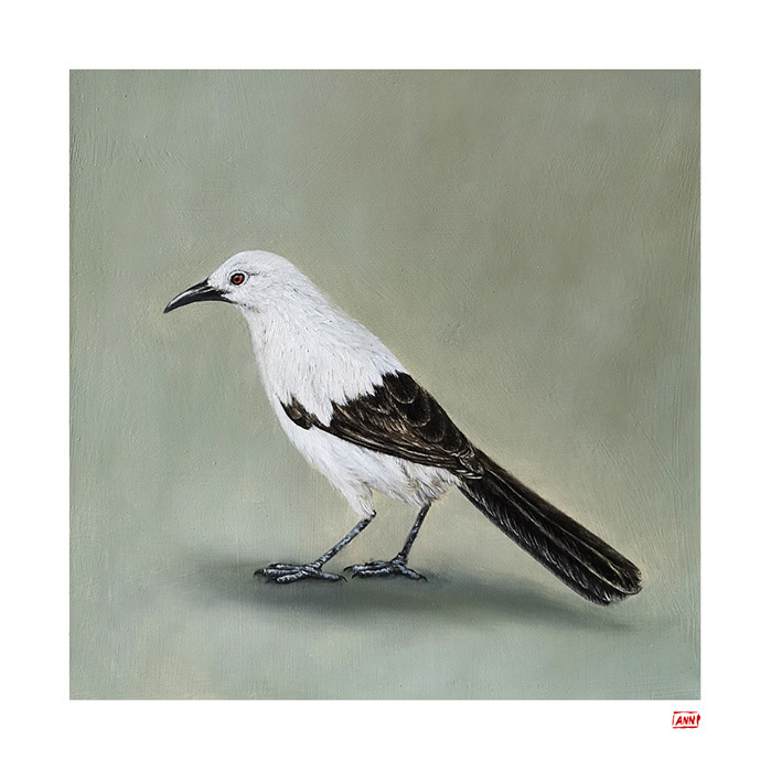 Leanne Olivier_Southern-Pied Babbler Print_2023_36x36cm_Printed on Hahnemuhle 265gsm