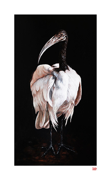 Leanne Olivier_Sacred Ibis Print_2023_50x31cm_Printed on Hahnemuhle 265gsm