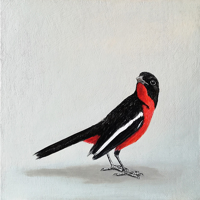 Leanne Olivier_Crimson-breasted Shrike_25.4x25.4cm_Oil on canvas-board