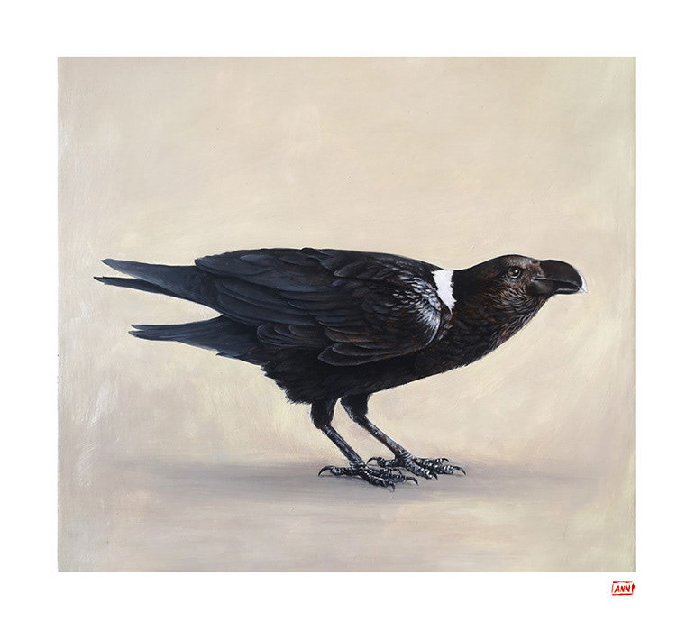 Leanne Olivier_White-necked Raven Print_2023_36x33.3cm_Printed on Hahnemuhle 265gsm