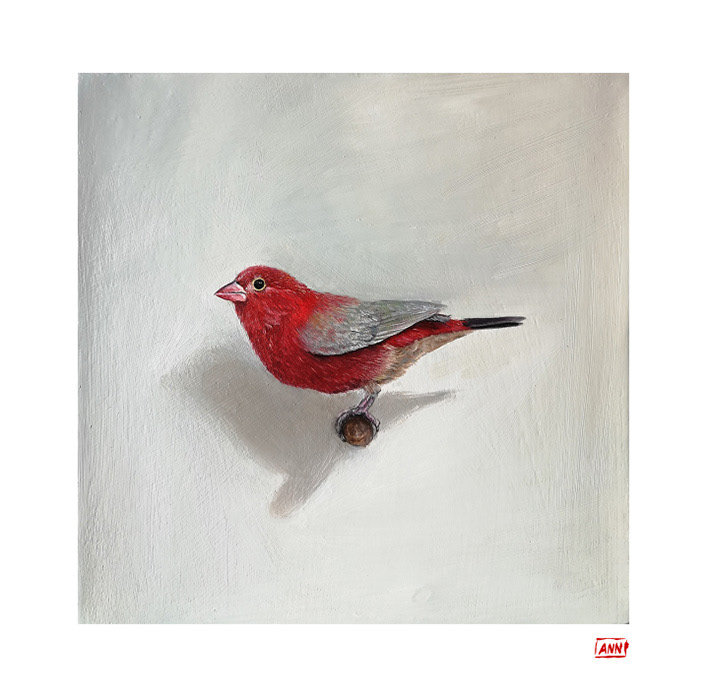 Leanne Olivier_Red-billed Firefinch Print_2023_25x25cm_Printed on Hahnemuhle 265gsm