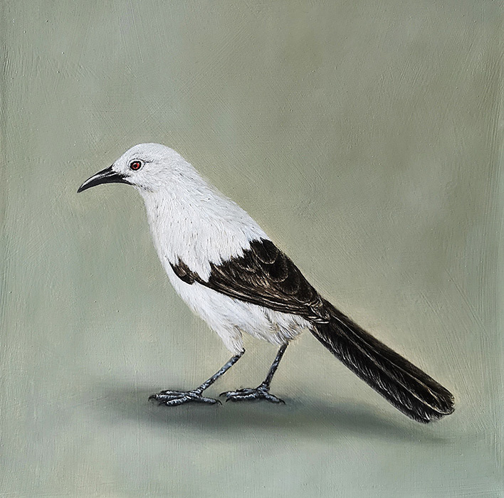 Leanne Olivier_Southern-Pied Babbler_2023_30x30cm_Oil on canvas
