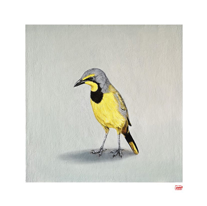 Leanne Olivier_Yellow Shrike Print_2023_33.4x33.4cm_Printed on Hahnemuhle 265gsm