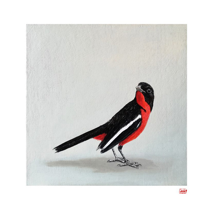 Leanne Olivier_Crimson-breasted Shrike Print_2023_33.4x33.4cm_Printed on Hahnemuhle 265gsm