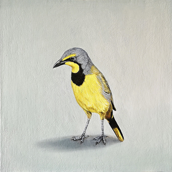 Leanne Olivier_Yellow Shrike_25.4x25.4cm_Oil on canvas-board