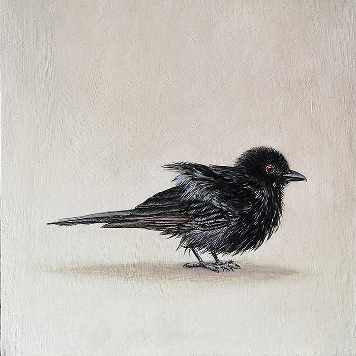 Leanne Olivier_Fork-tailed Drongo_25.4x25.4cm_Oil on canvas-board