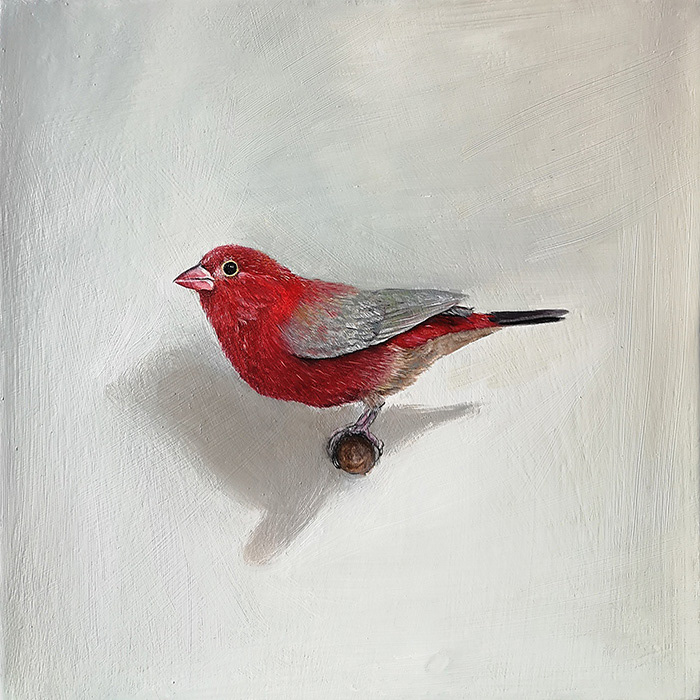 Leanne Olivier_Red-billed Firefinch_2023_21.6x21.6cm_Oil on canvas