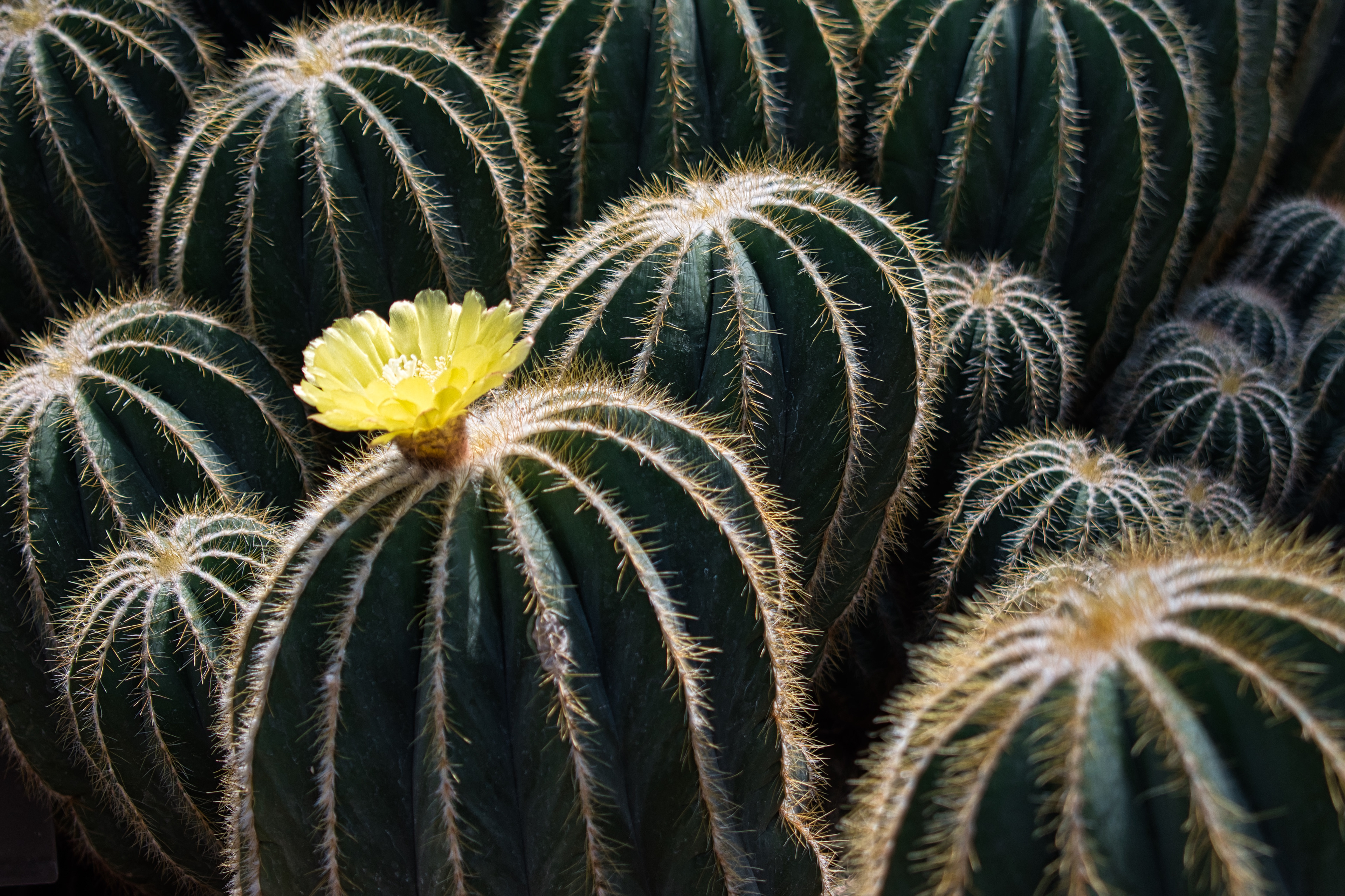 Mitchell Park Horticultural Conservatory, Milwaukee, Wisconsin