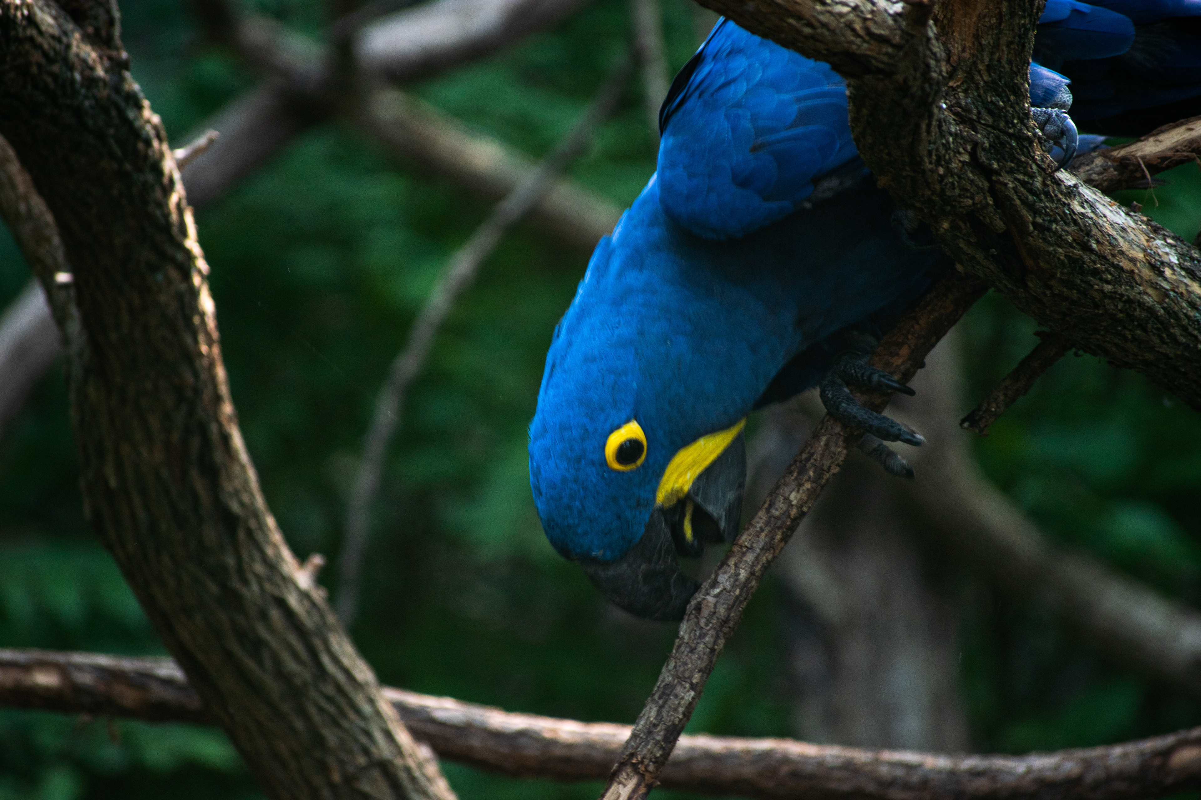 Nashville Zoo, Nashville, Tennessee
