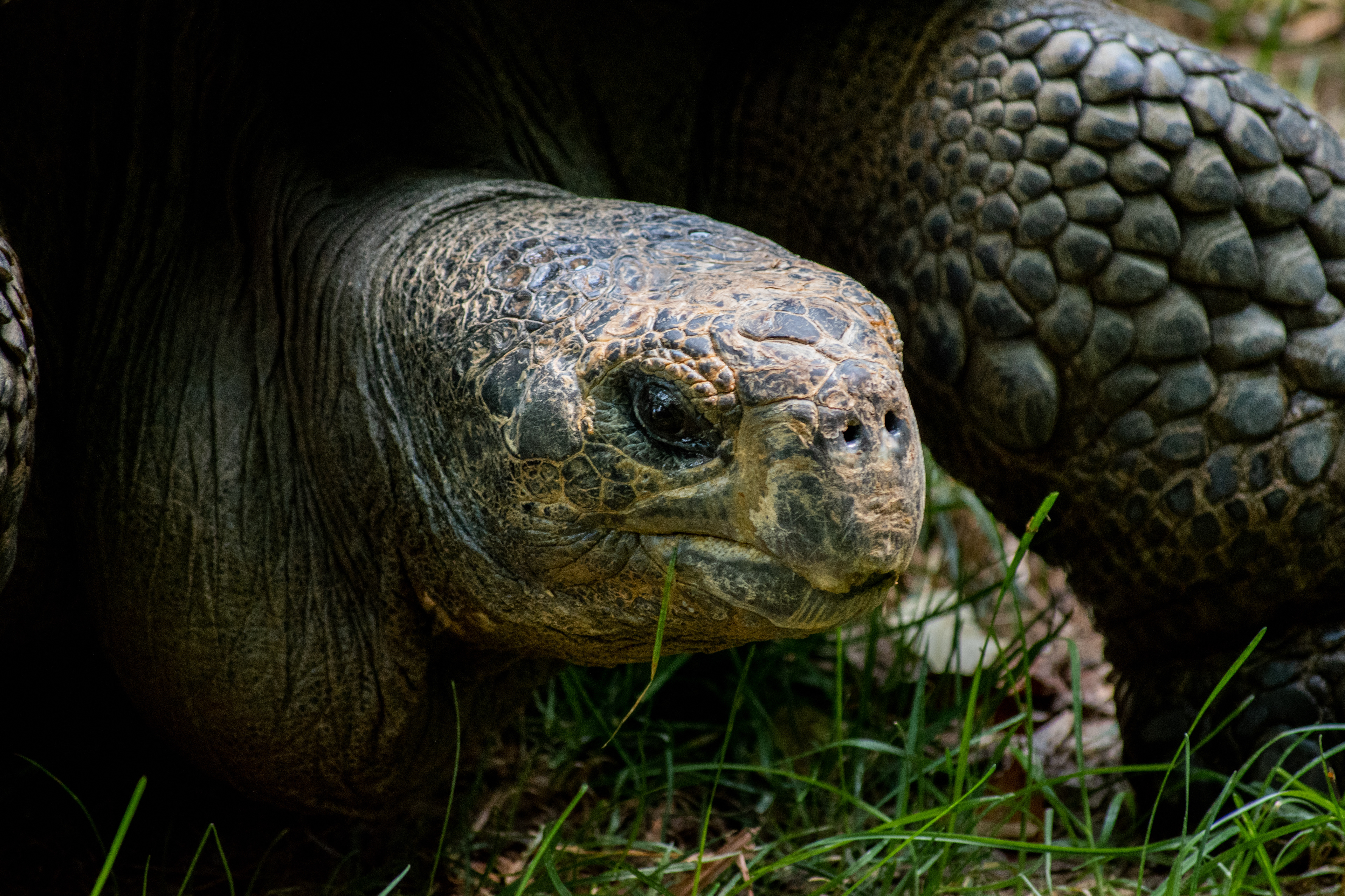 Nashville Zoo, Nashville, Tennessee