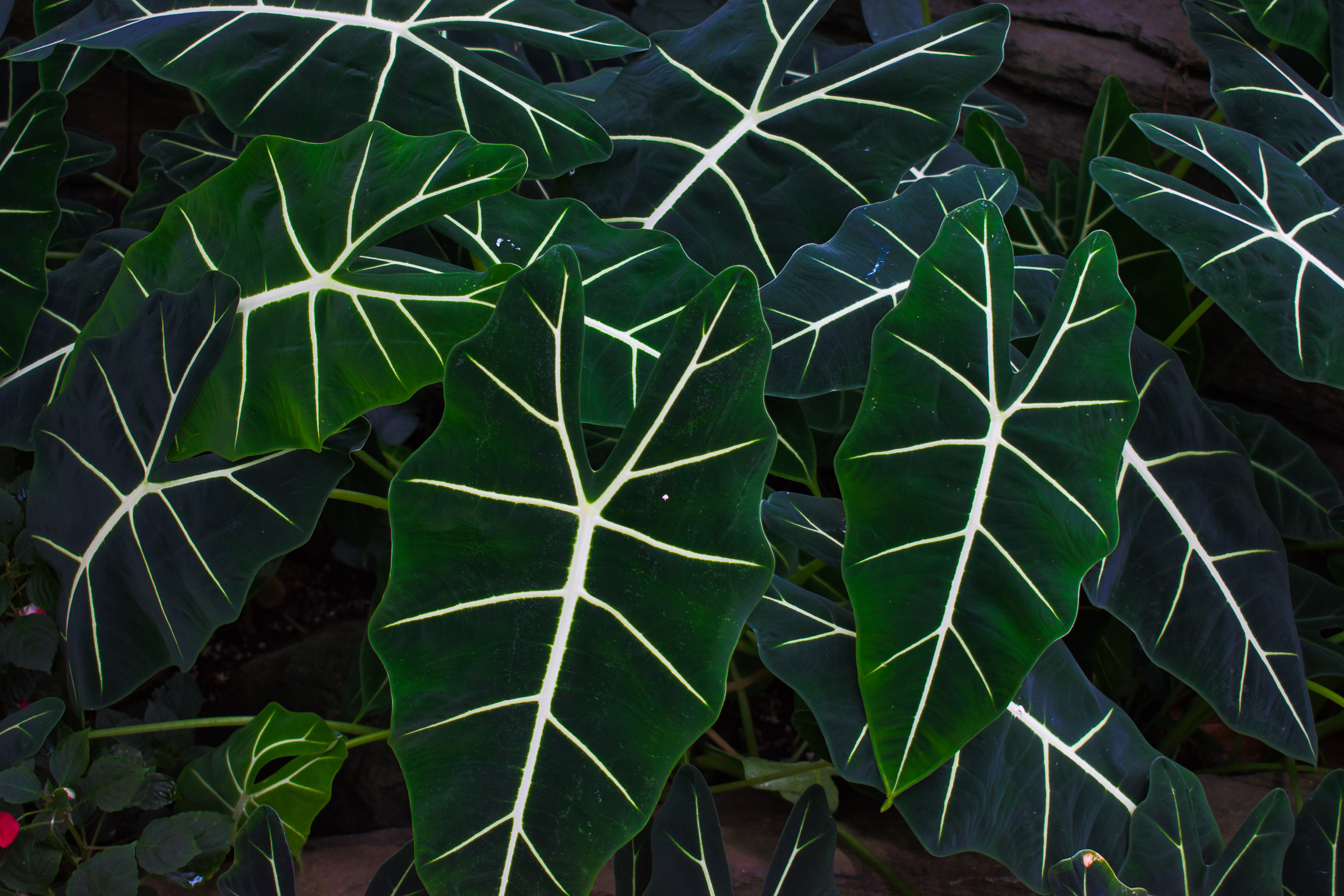 Mitchell Park Horticultural Conservatory, Milwaukee, Wisconsin
