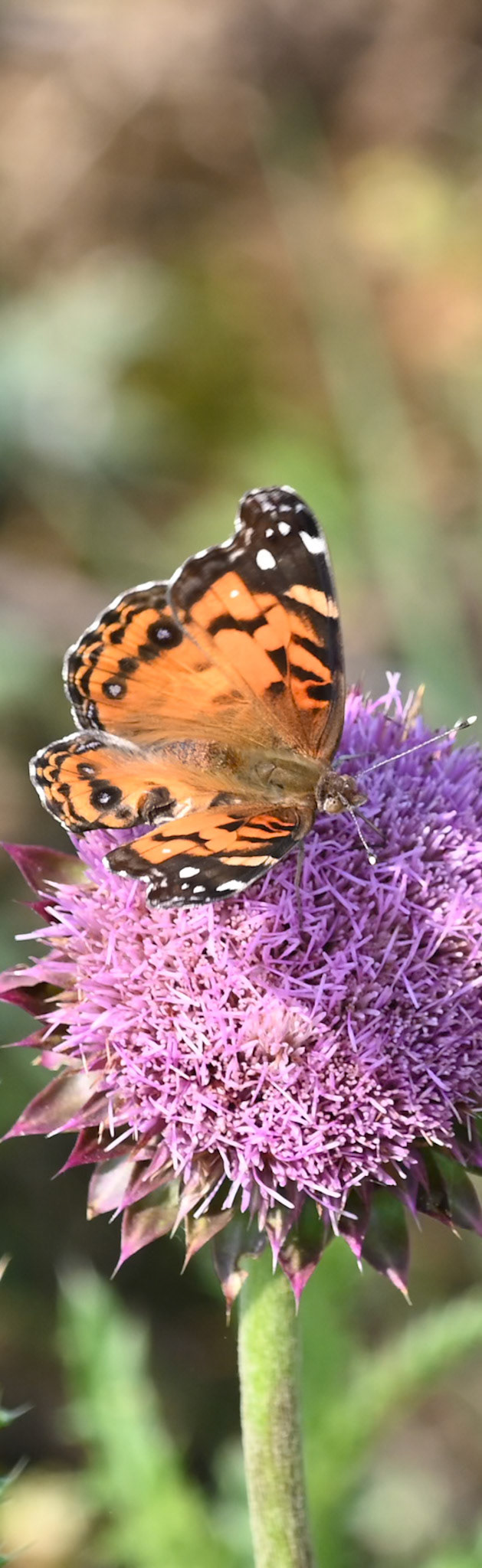 Monarch