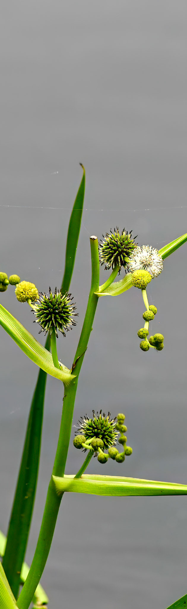 Green Thistle