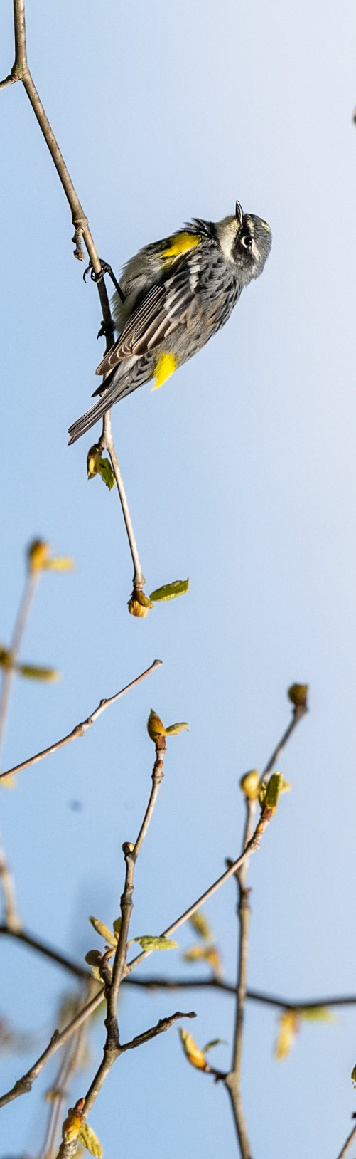 Yellow Bird on Perch