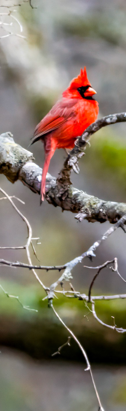 Cardinal