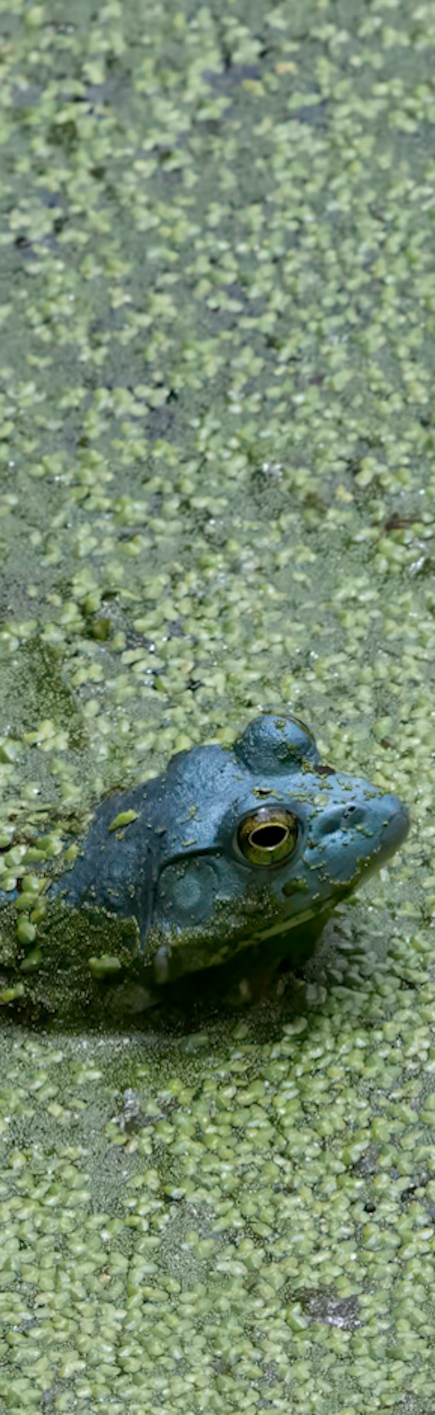 Pond Frog