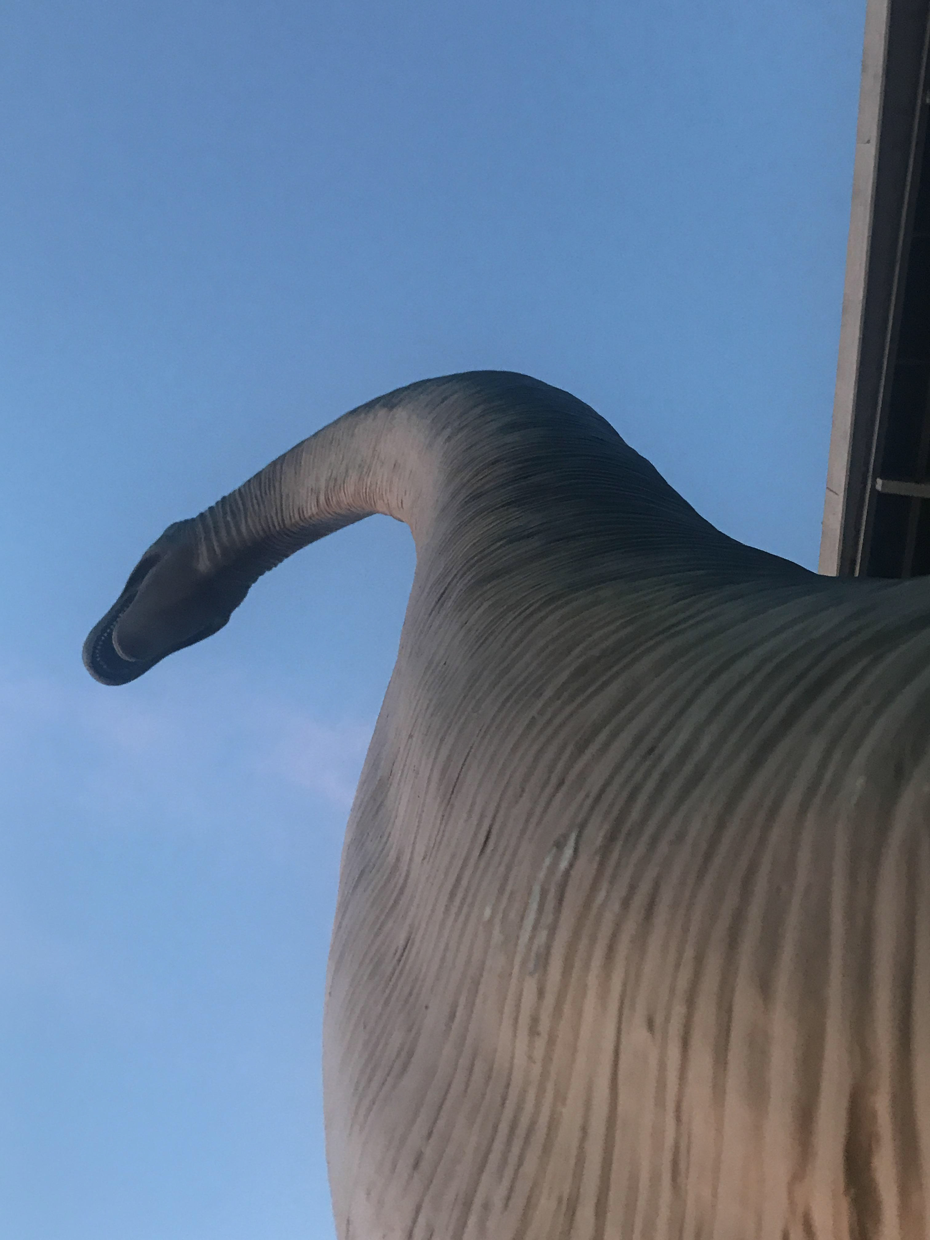 large dinosaur, likely 2019