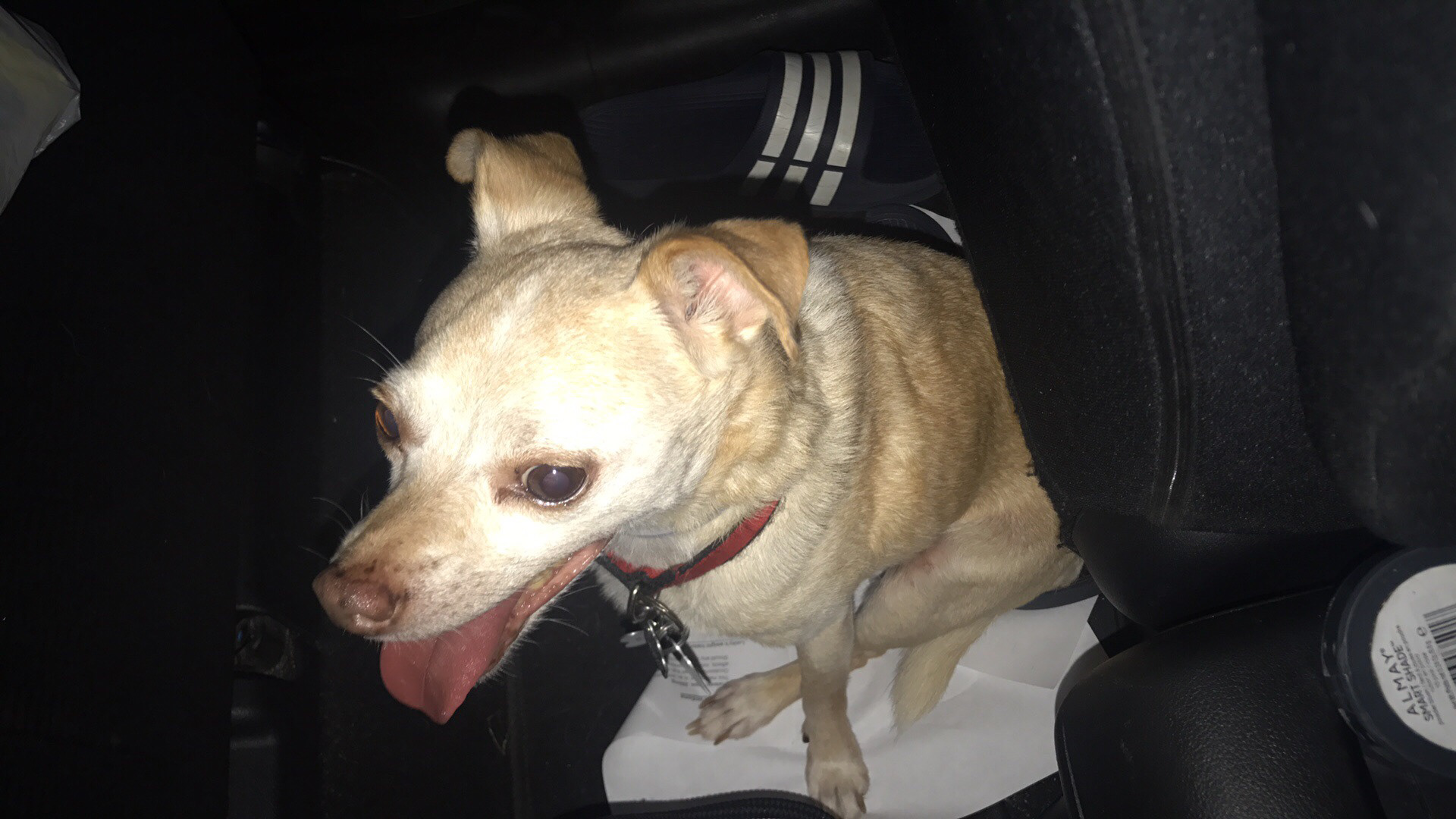 my dog, some time before march 2020 (rip lucky)