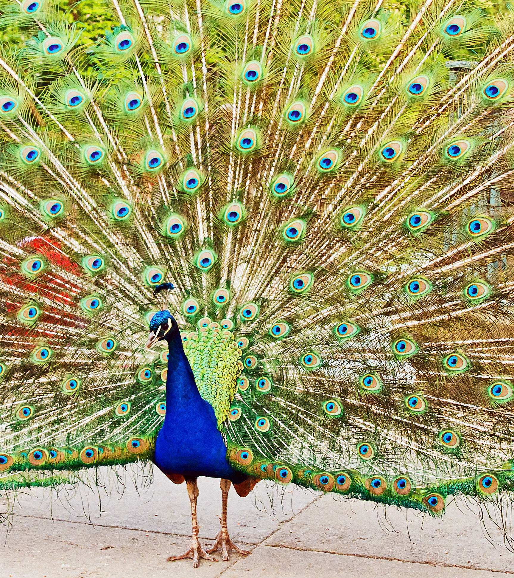 Łazienki, Warszawa. 2011