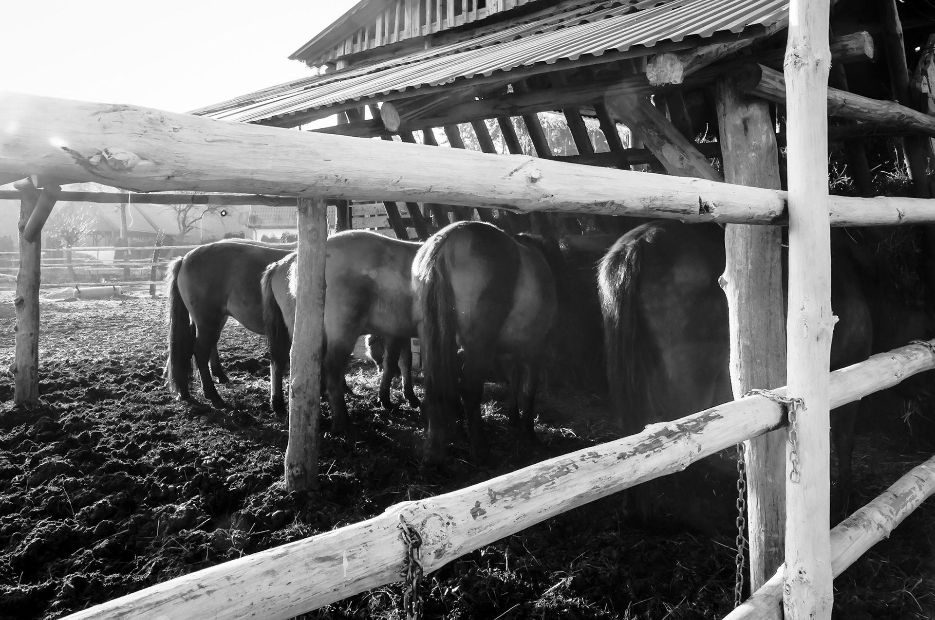 Koniki polskie. Roztocze. 2013