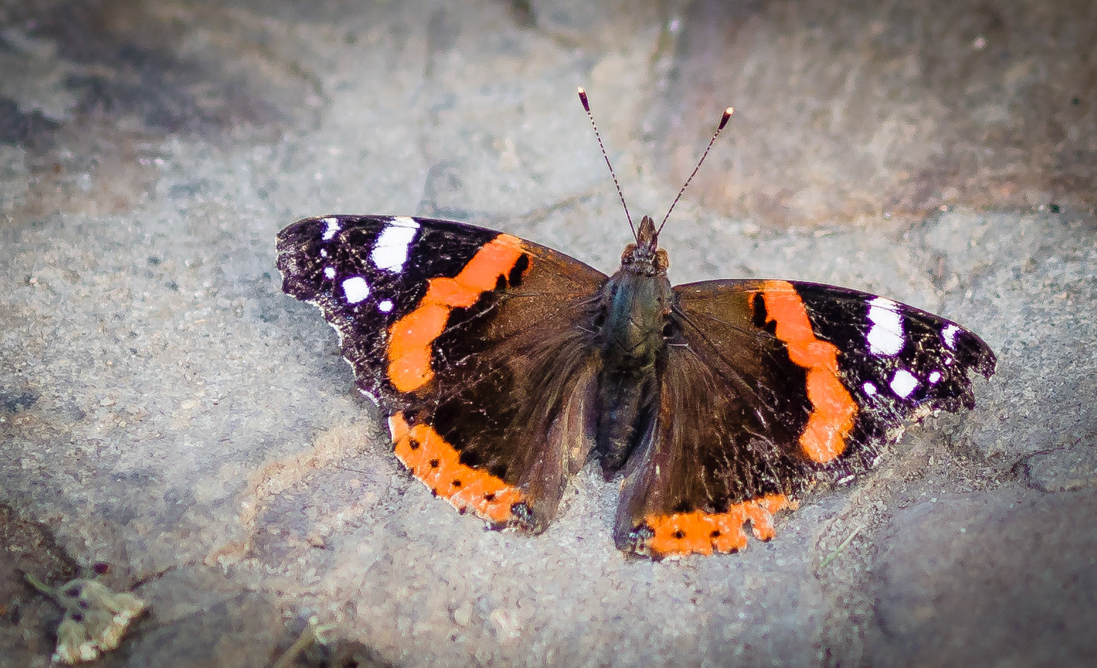 Lwów, Ukraina. 2015