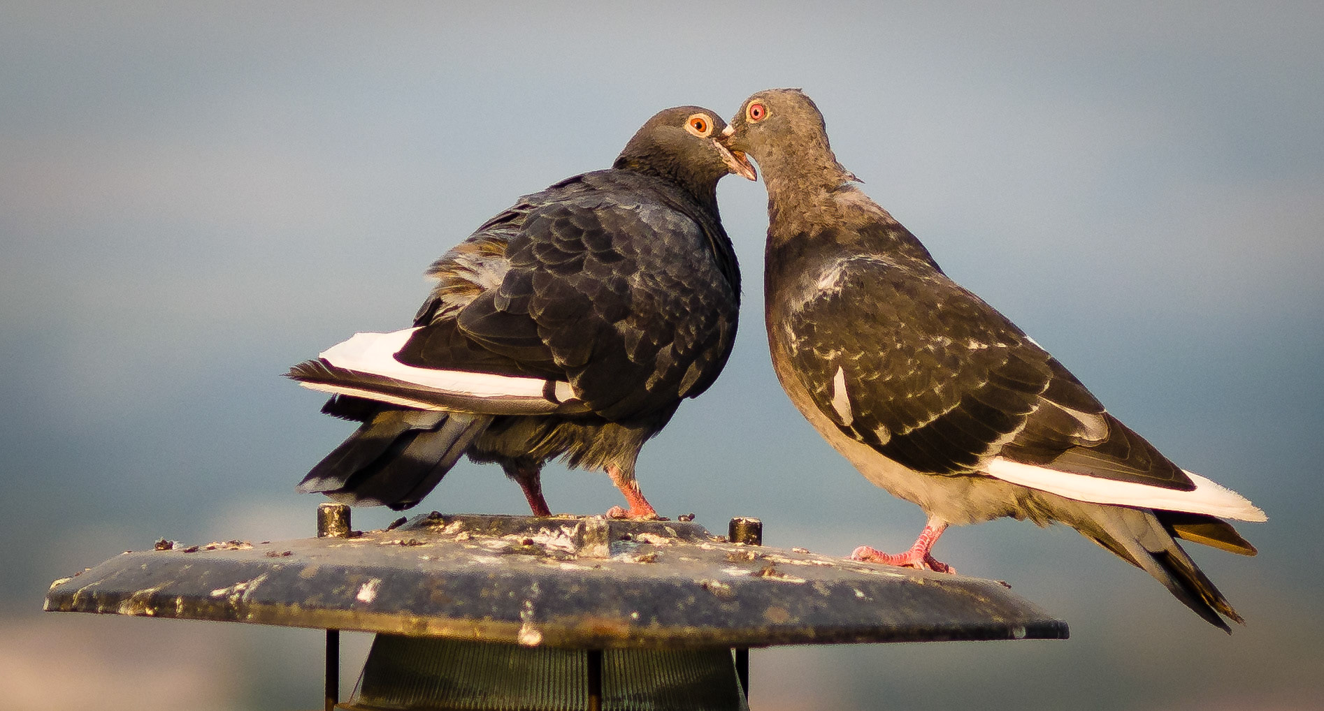 Lwów, Ukraina. 2015