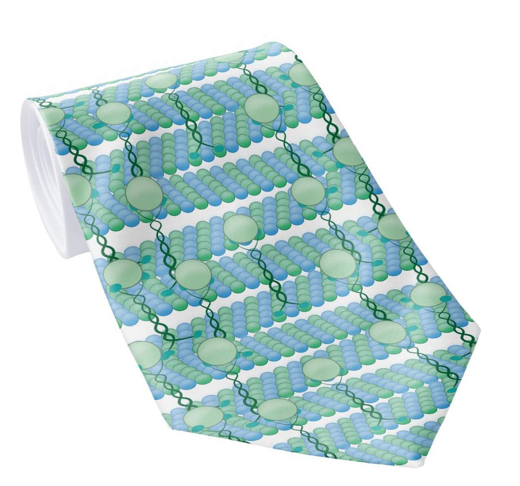 Walking Kinesin Motor Protein Neck Tie