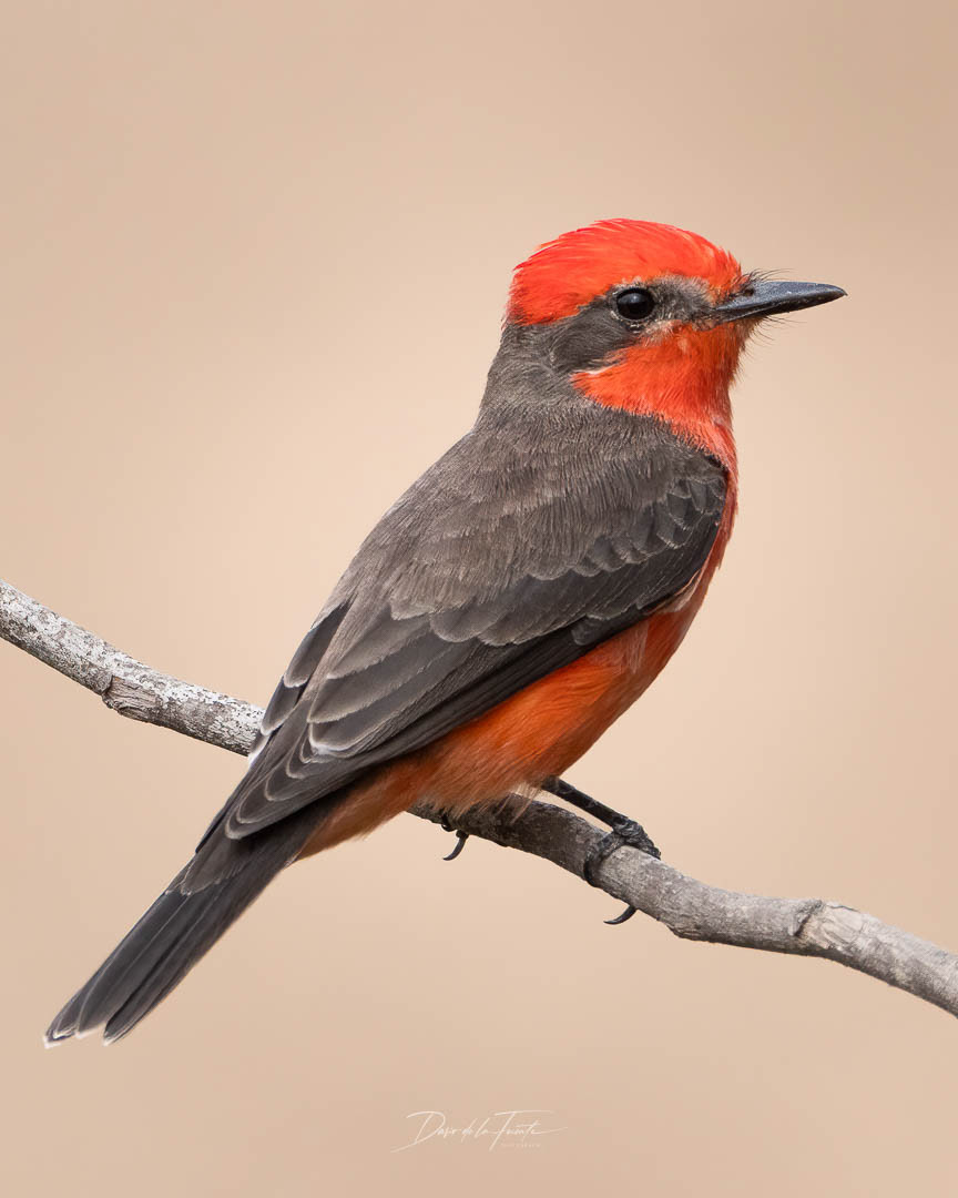 Saca-tu-real 1 - Molinos