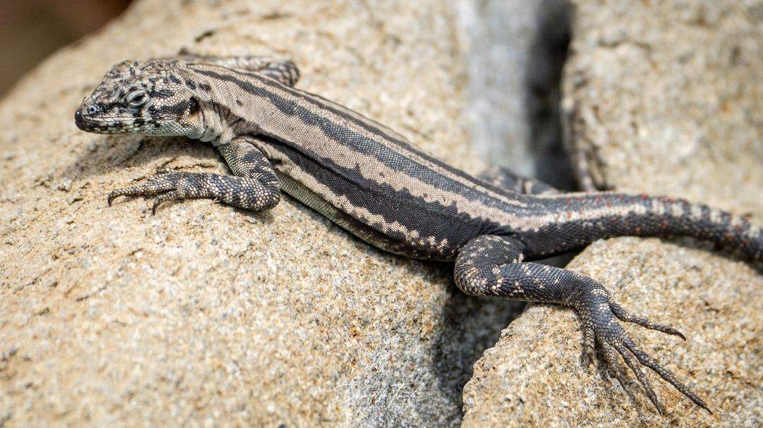 Corredor de 4 bandas hembra- Anzota