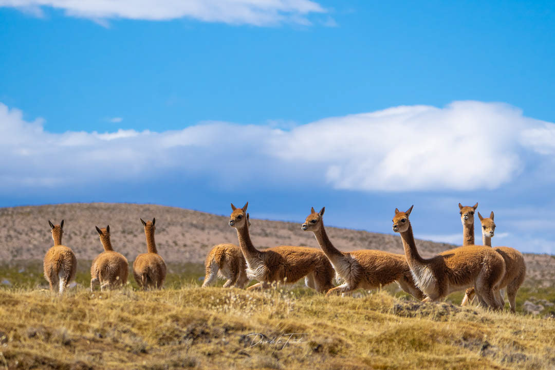 Vicuñas - Parque Nacional Lauca